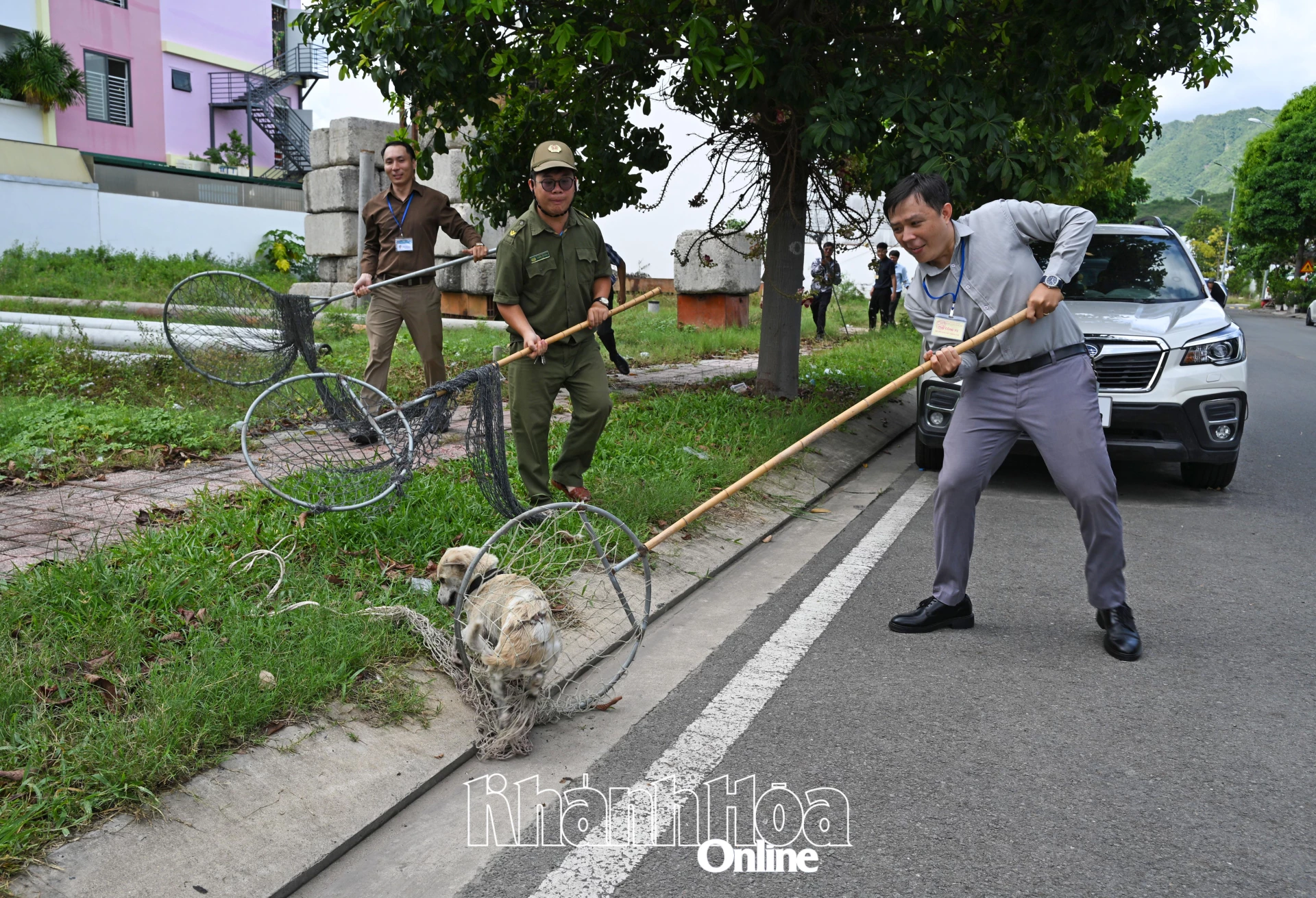 Đội chuyên trách của phường bắt giữ chó thả rông tại Khu đô thị Mỹ Gia.
