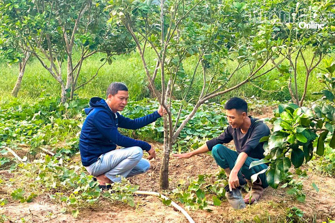 Lãnh đạo Hội Nông dân xã Khánh Vĩnh (bên trái) và ông Đỗ Văn Dũng 
trao đổi về kỹ thuật trồng bưởi.