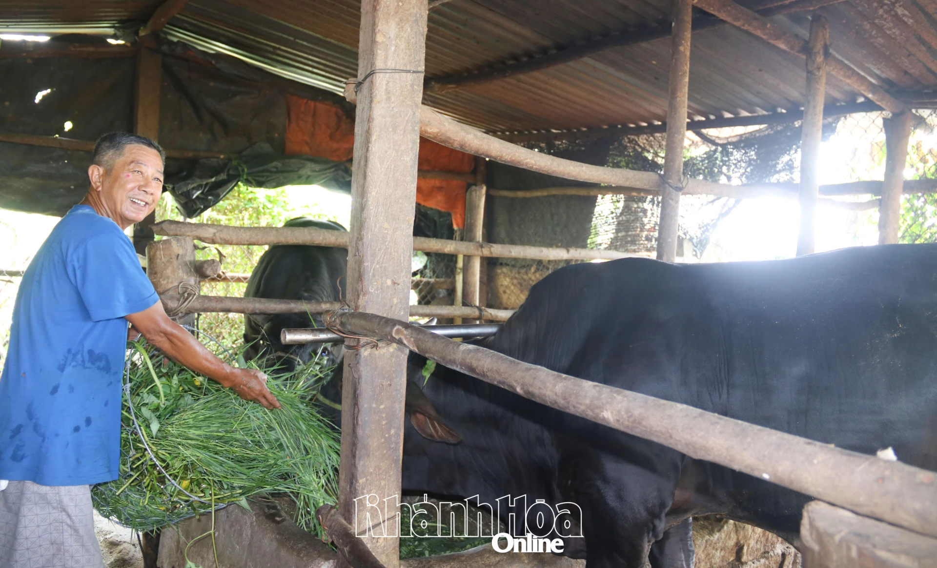 Ông Phùng Văn Dũng chăm sóc cặp bò 3B.