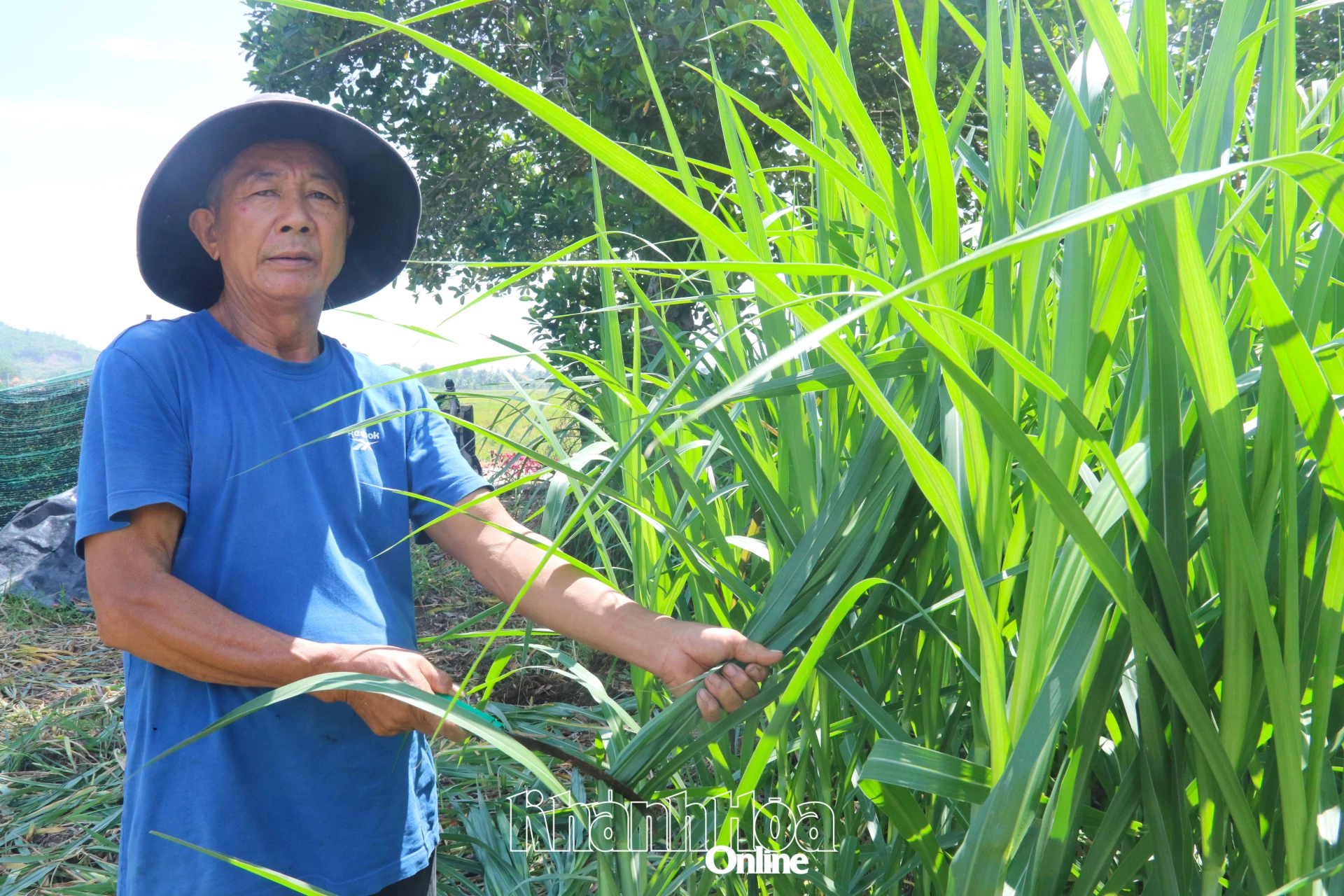 Ông Phùng Văn Dũng trồng cỏ để tạo nguồn thức ăn chủ động cho bò.
