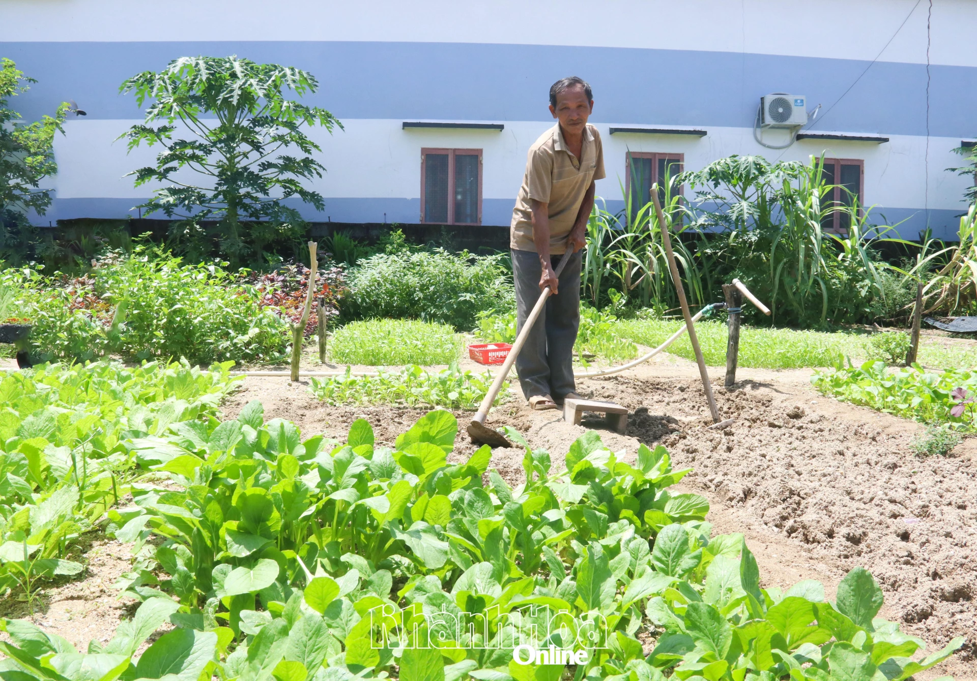 Mô hình trồng rau của ông Huỳnh Quang Liên vừa tận dụng lợi thế đất đai vừa tạo thêm nguồn thu nhập.