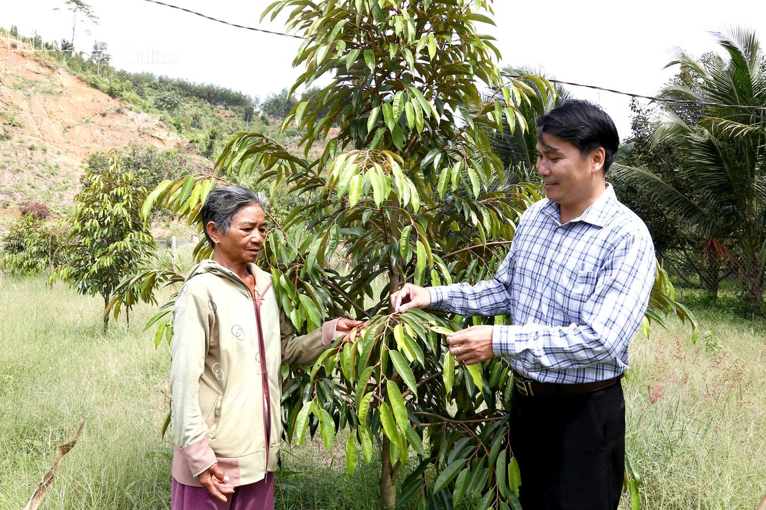 Bà Tro Thị Thu Hương được Hội Nông dân xã Đông Khánh Sơn hỗ trợ để trồng sầu riêng.