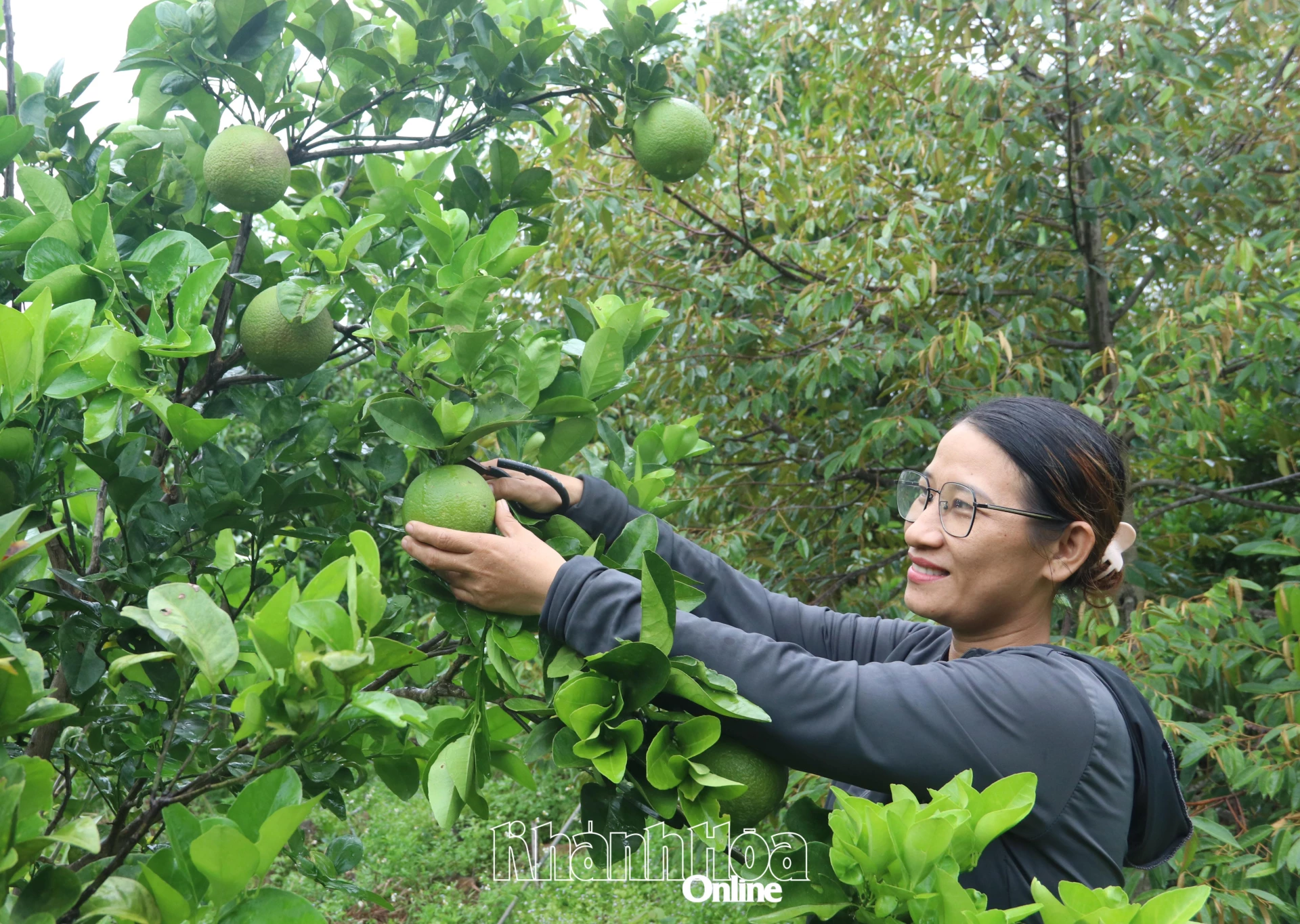 Bà Đào Thị Thảo Nguyên thu hoạch cam.