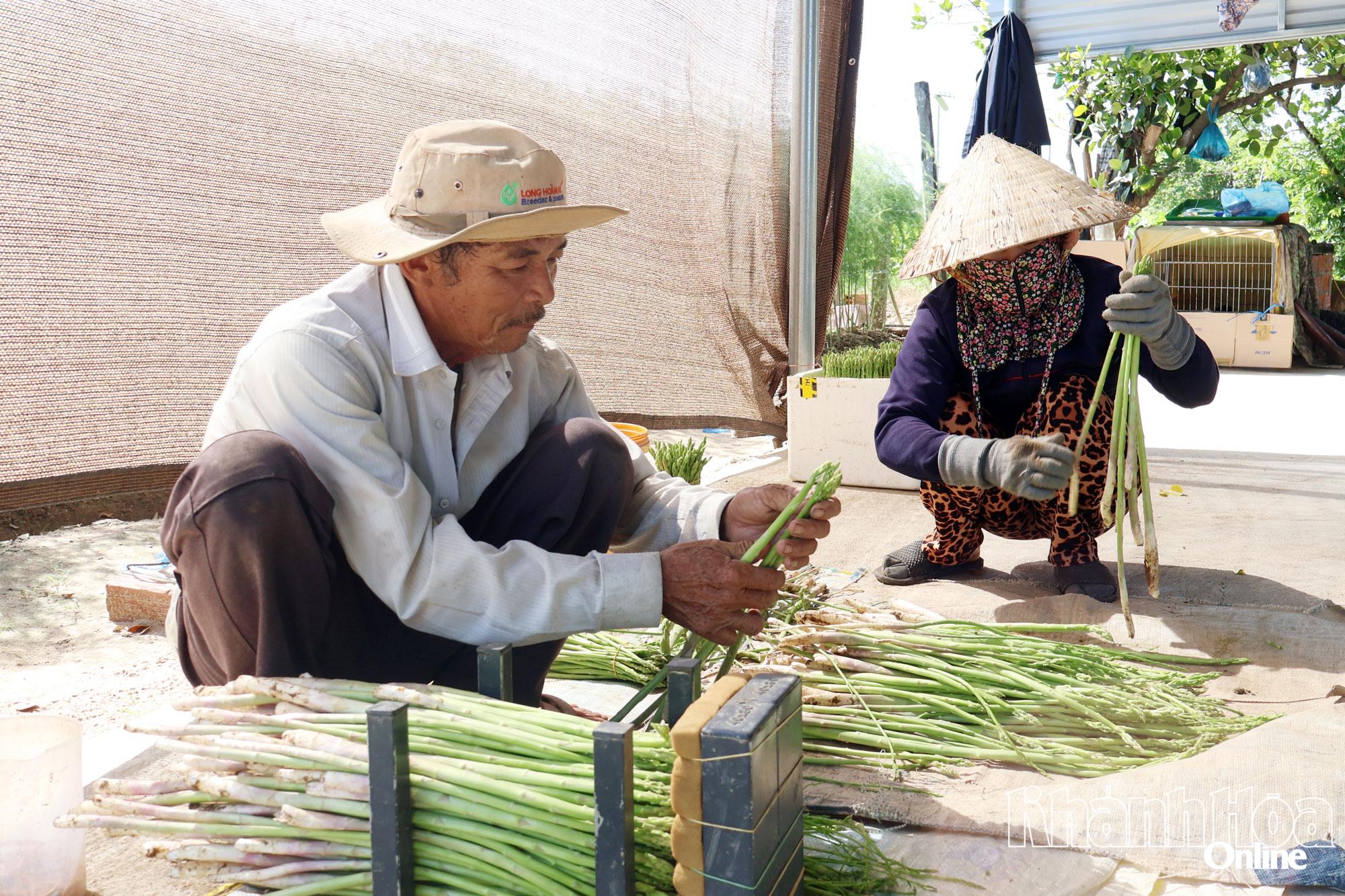 Sau thu hoạch, măng tây xanh được người dân xã Phước Hậu cắt tỉa gốc, bó thành từng bó theo quy chuẩn của doanh nghiệp.