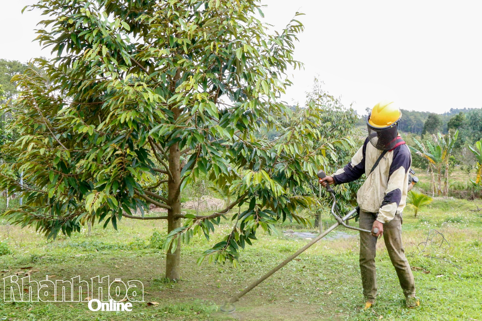 Người dân xã Đông Khánh Sơn chăm sóc vườn sầu riêng.