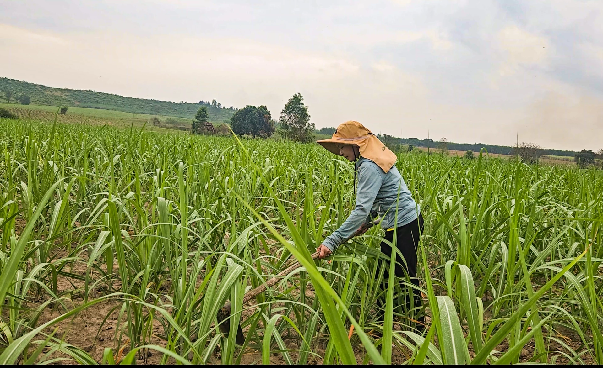 nông dân trồng mía niên vụ qua gặp nhiều khó khăn