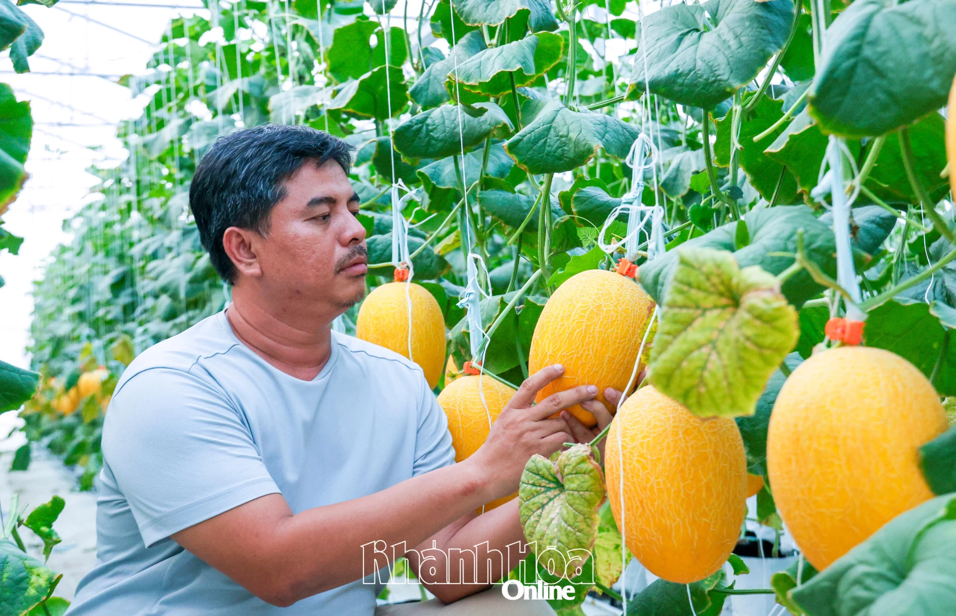 Nông dân xã Bác Ái Tây trồng dưa lưới công nghệ cao. 