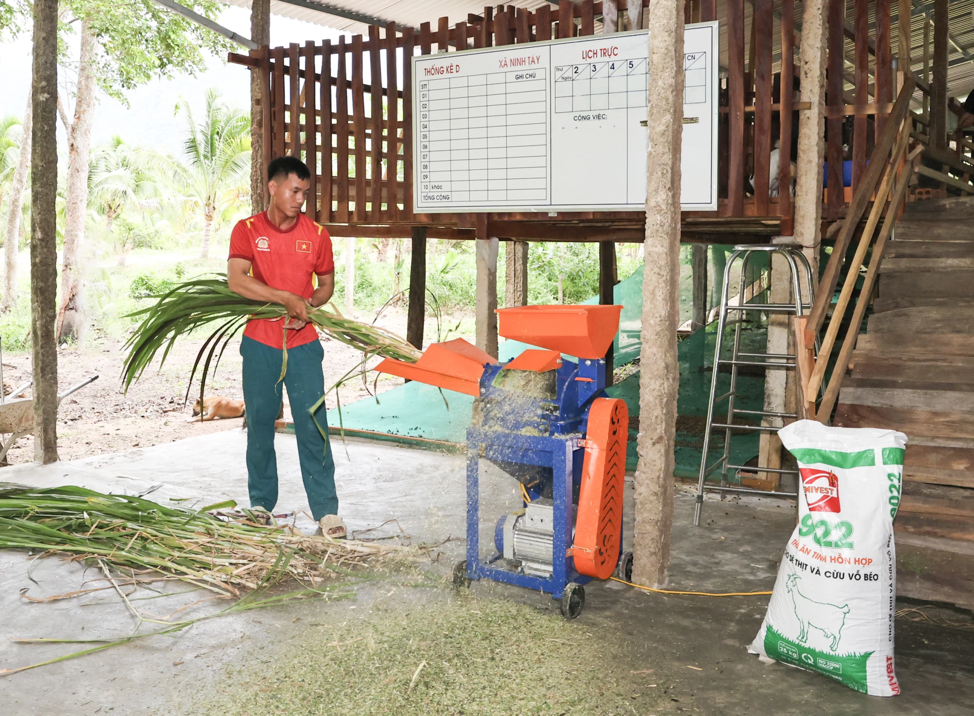 Nông dân xã Tây Ninh Hòa chế biến thức ăn thô xanh để nuôi dê.