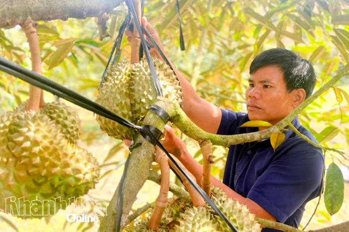 Các xã khu vực Khánh Sơn: Phát triển cây sầu riêng theo hướng bền vững