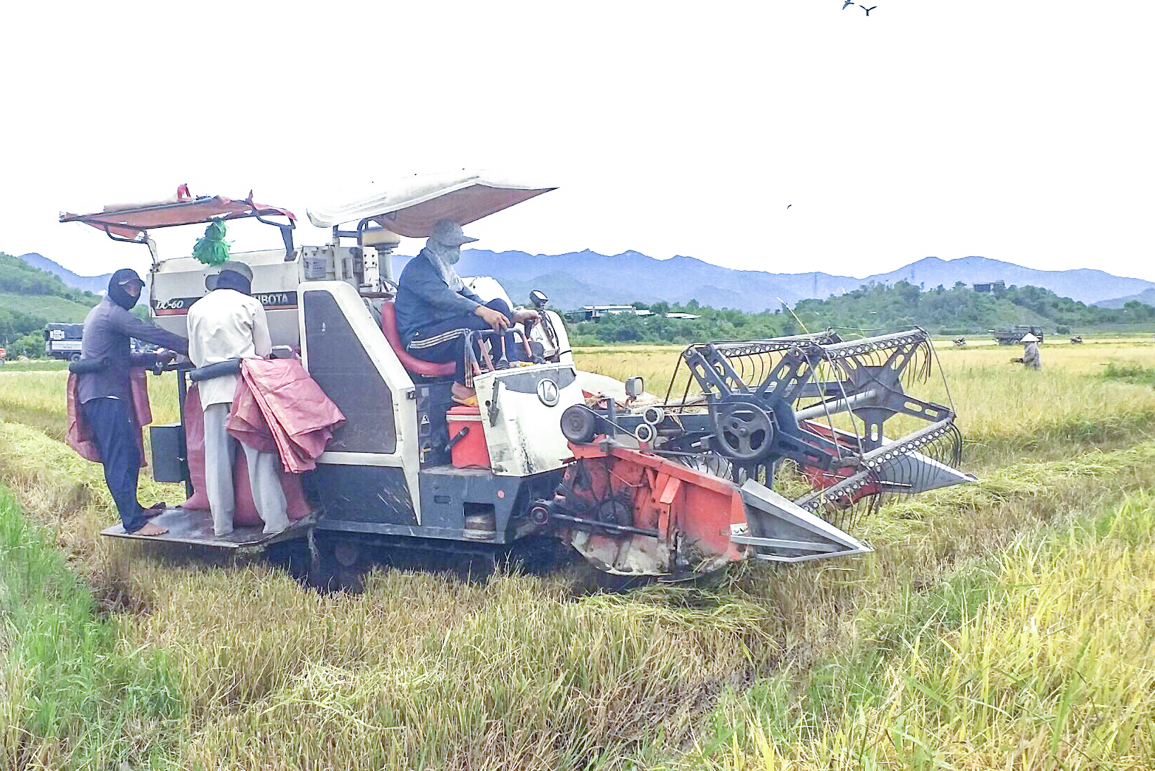 Nông dân xã Diên Tân, huyện Diên Khánh thu hoạch lúa vụ thu đông năm 2023.