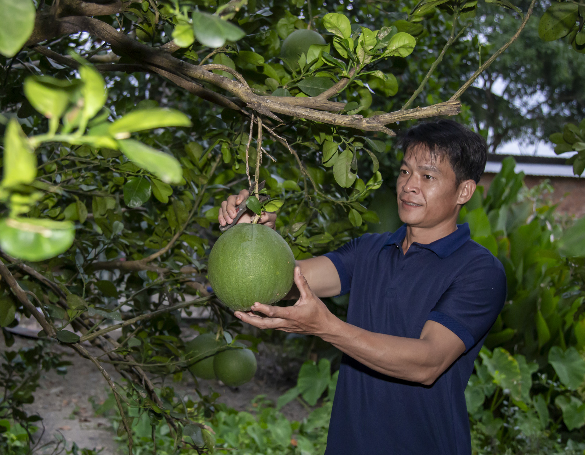 Ông Phùng Văn Ý thu hoạch bưởi da xanh