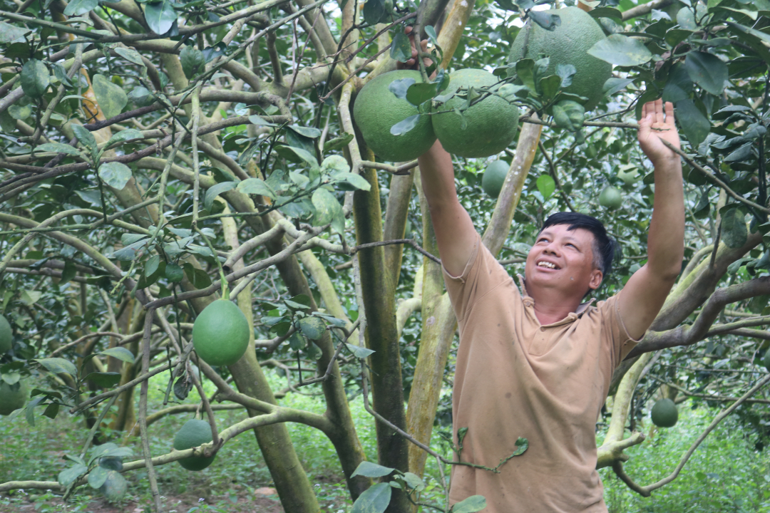 Green-skin grapefruits