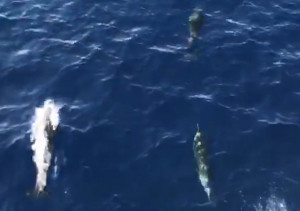 VIDEO: Đàn cá heo bơi theo tàu chở Đoàn công tác thăm Trường Sa