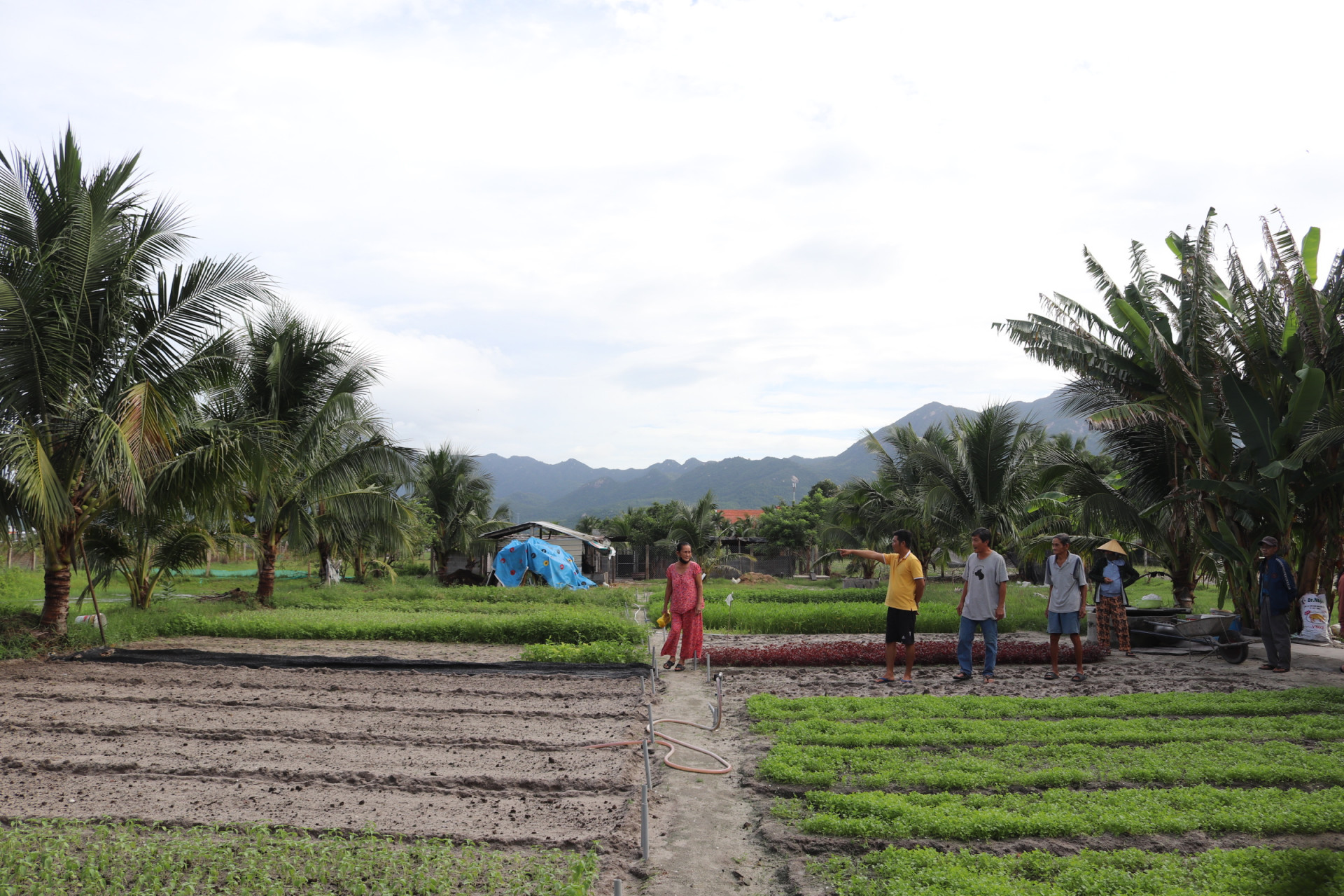 Các thửa đất 7 hộ dân Tổ dân phố Phú Thọ 2 (phường Ninh Diêm) kiến nghị được cấp sổ đỏ.