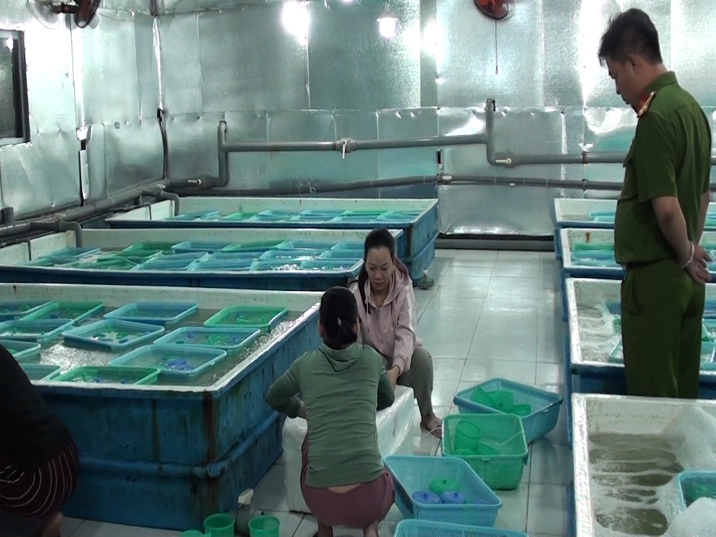 Lực lượng công an kiểm tra khu vực sản xuất tôm giống của hộ bà Phạm Thị Thành Ngọc.