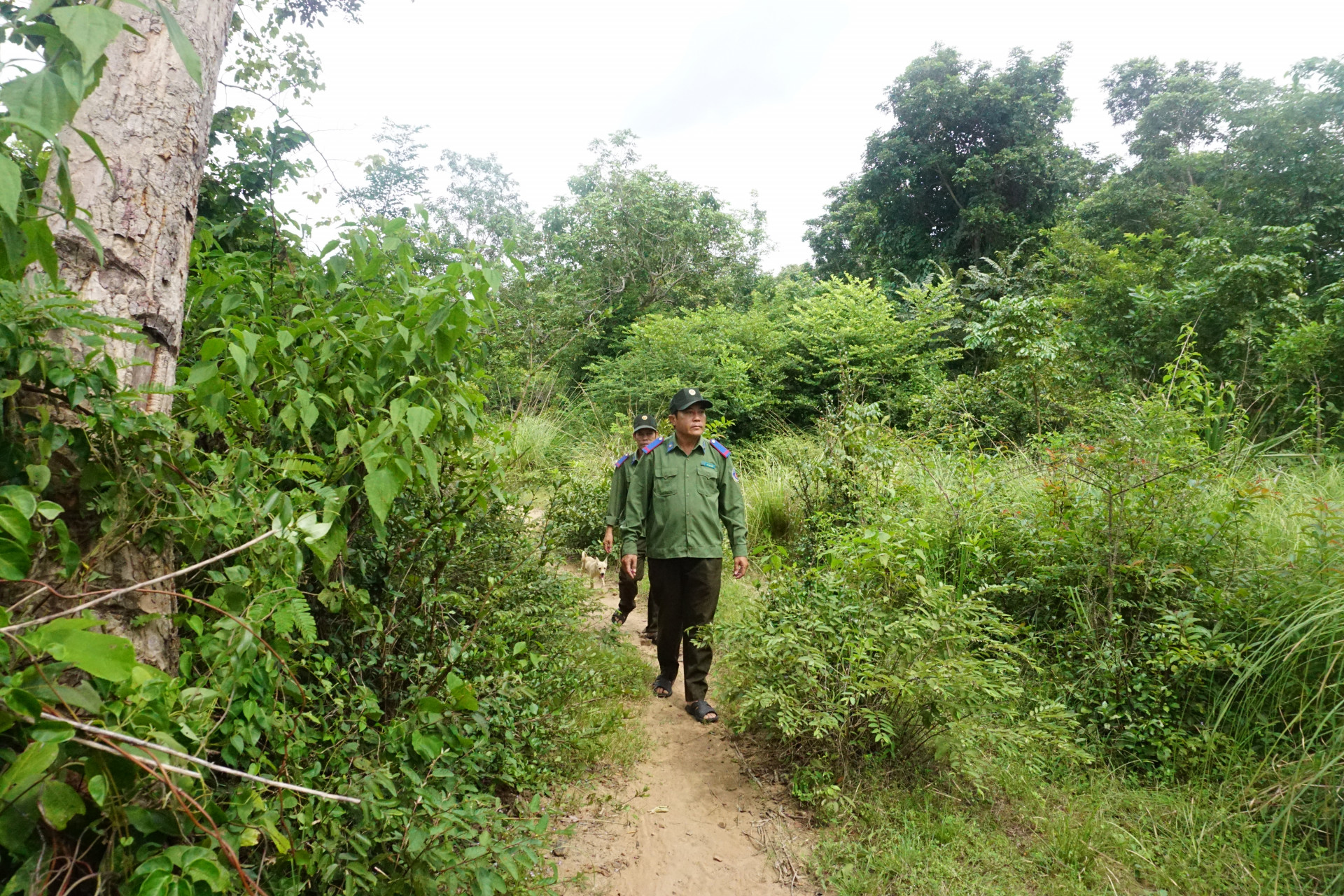 Lực lượng bảo vệ rừng chuyên trách của Ban Quản lý rừng phòng hộ Bắc Khánh Hòa đi kiểm tra trong rừng căm xe Ninh Tây.