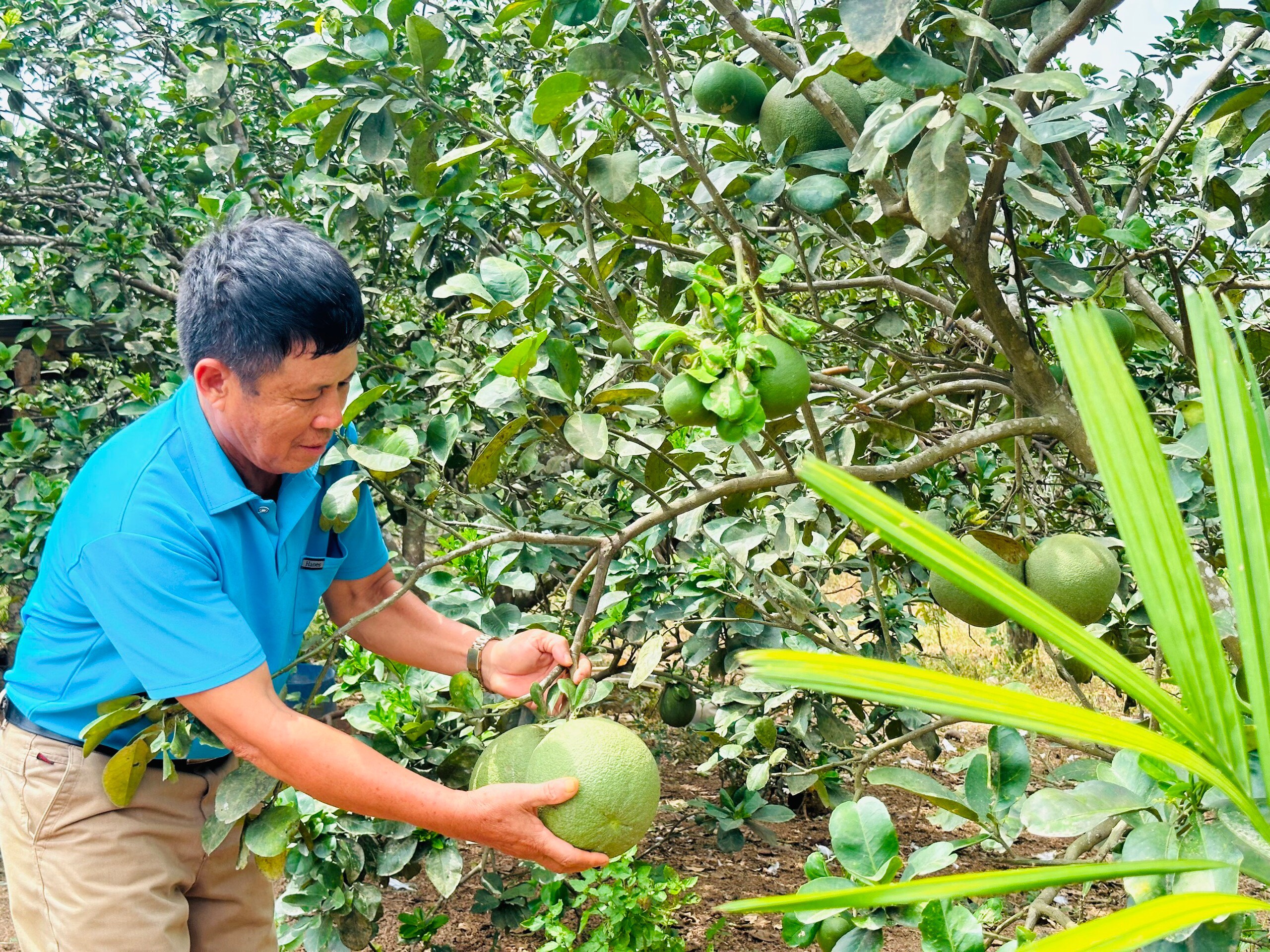 Người dân xã Diên Thọ chuyển đổi cây trồng phù hợp với thổ nhưỡng mang lại hiệu quả kinh tế. 