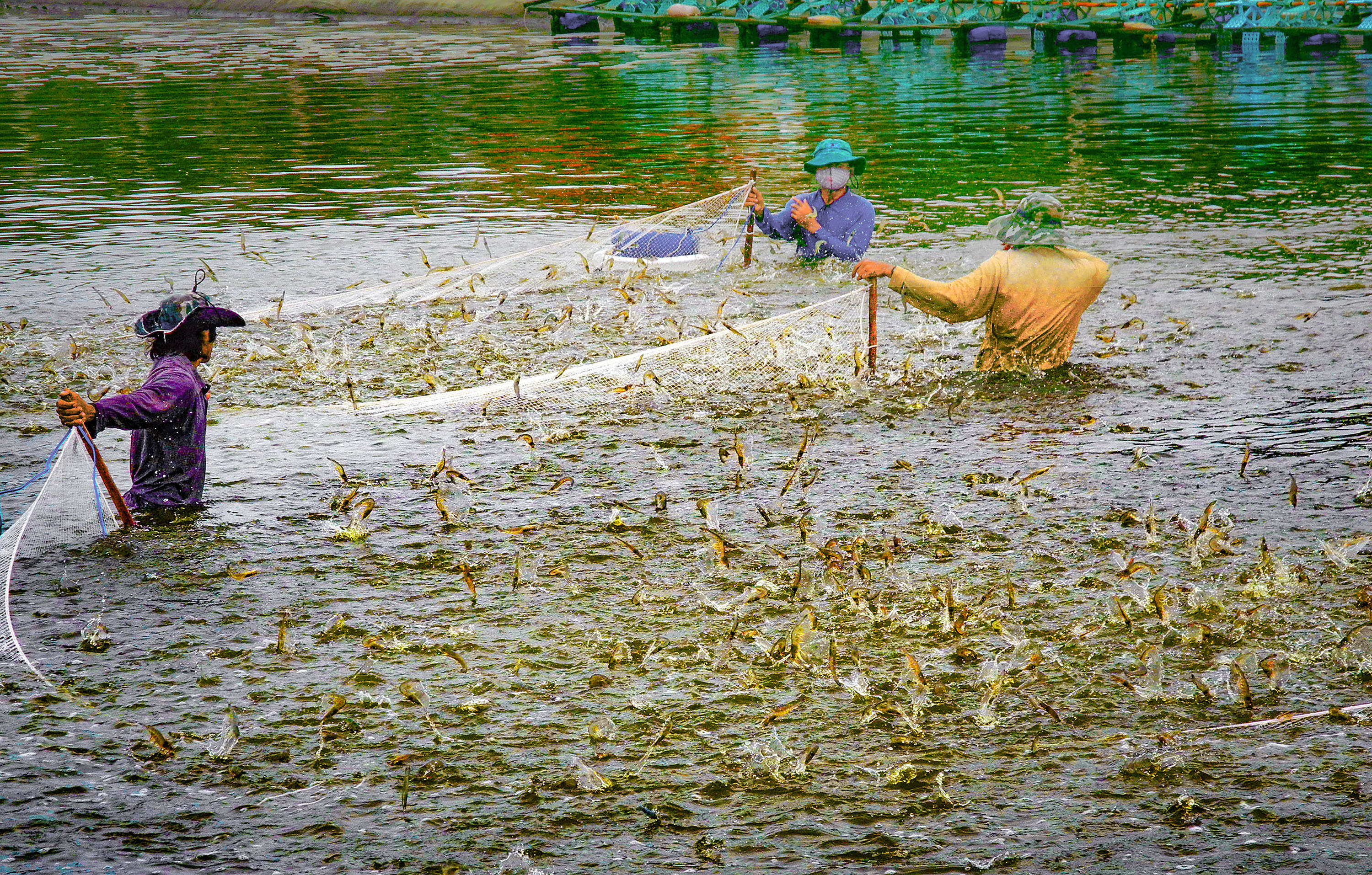 Góc ảnh cuộc sống: Thu hoạch tôm