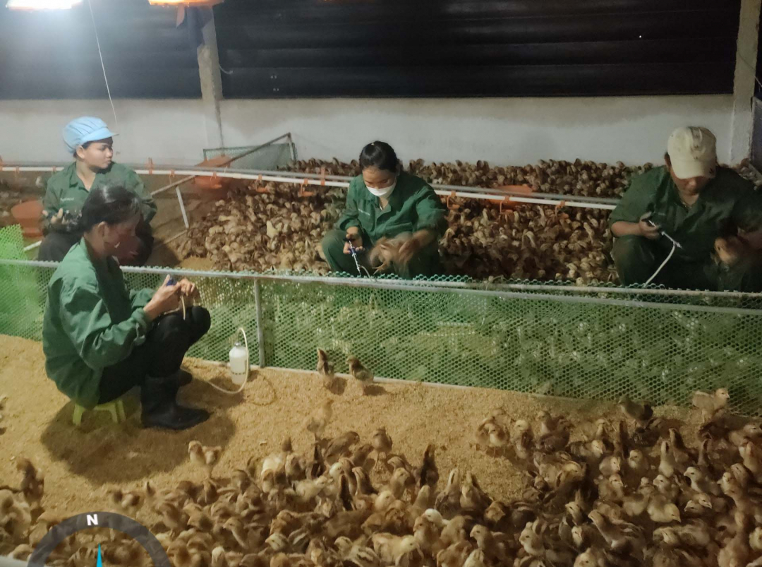 A chicken farm