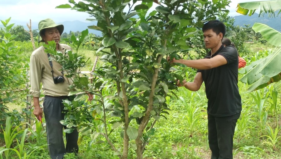 Teaching fruit growing skills to workers from poor households in Khanh Vinh district