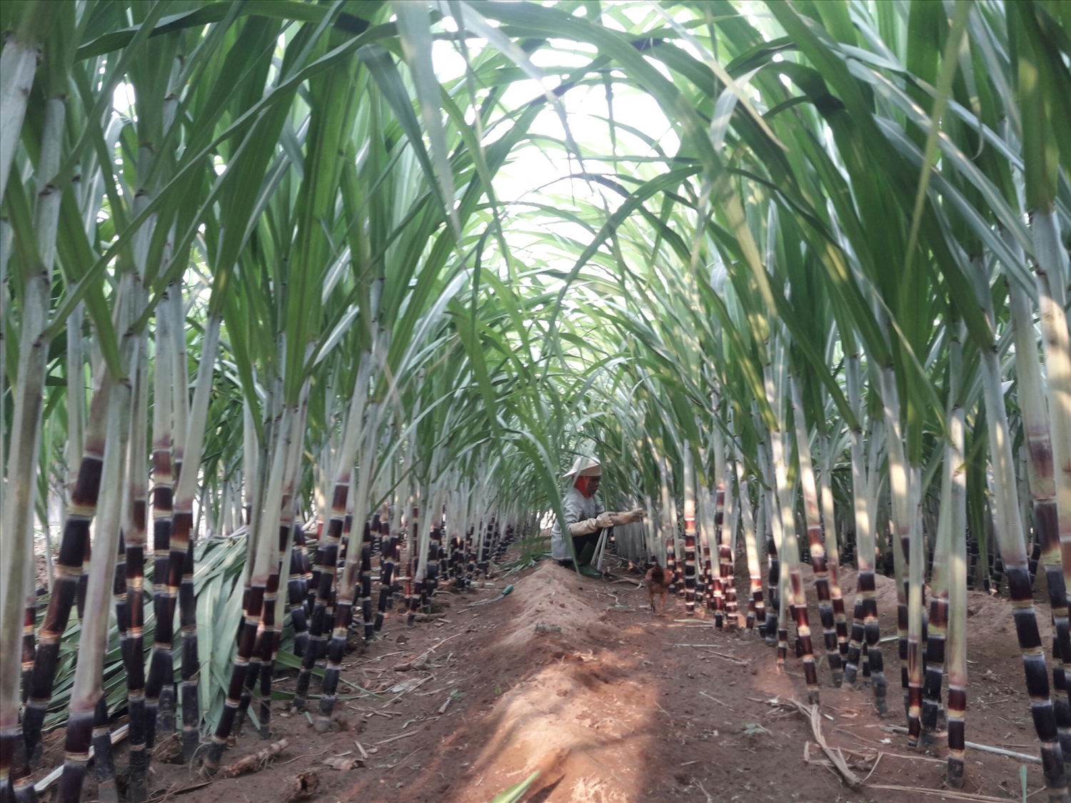 203 hộ dân được hỗ trợ chuyển đổi cơ cấu cây trồng