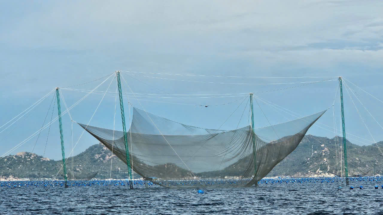 Tình trạng lồng bè lấn chiếm luồng hàng hải trong vịnh Cam Ranh: Yêu cầu người dân tự nguyện di dời trước ngày 30-11