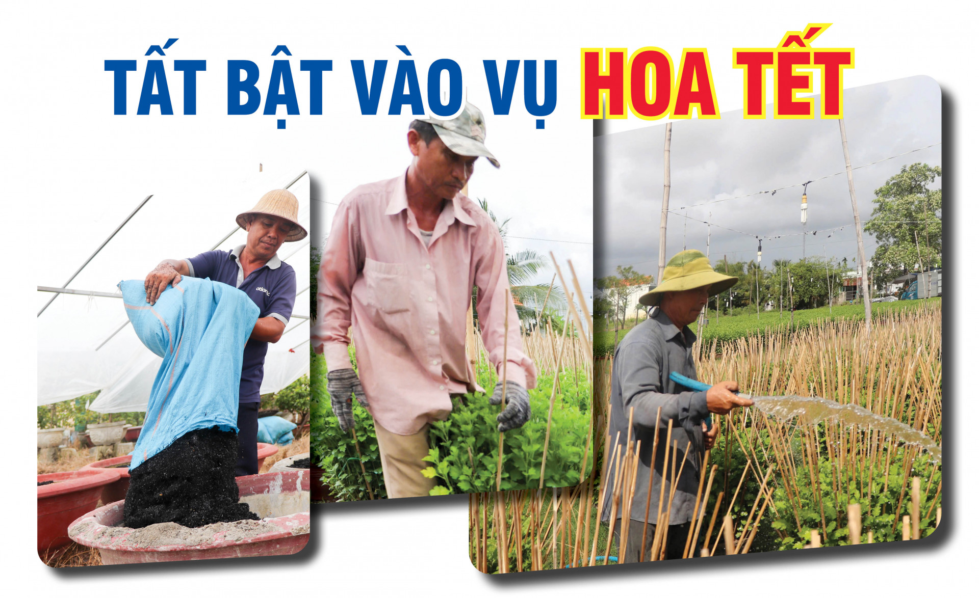 Emagazine: Tất bật vào vụ hoa Tết