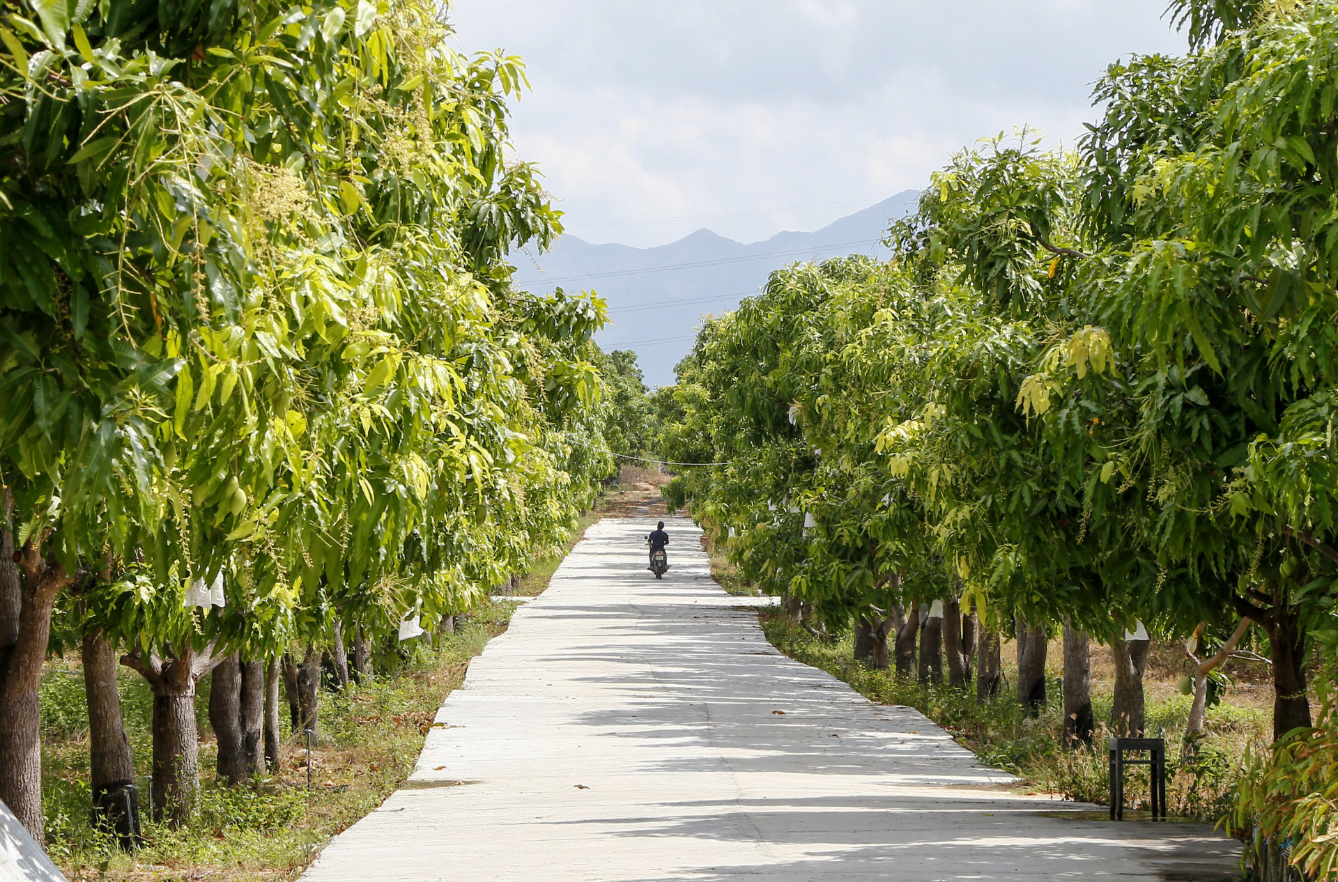 A mango garden meeting VietGAP standards in Cam Lam