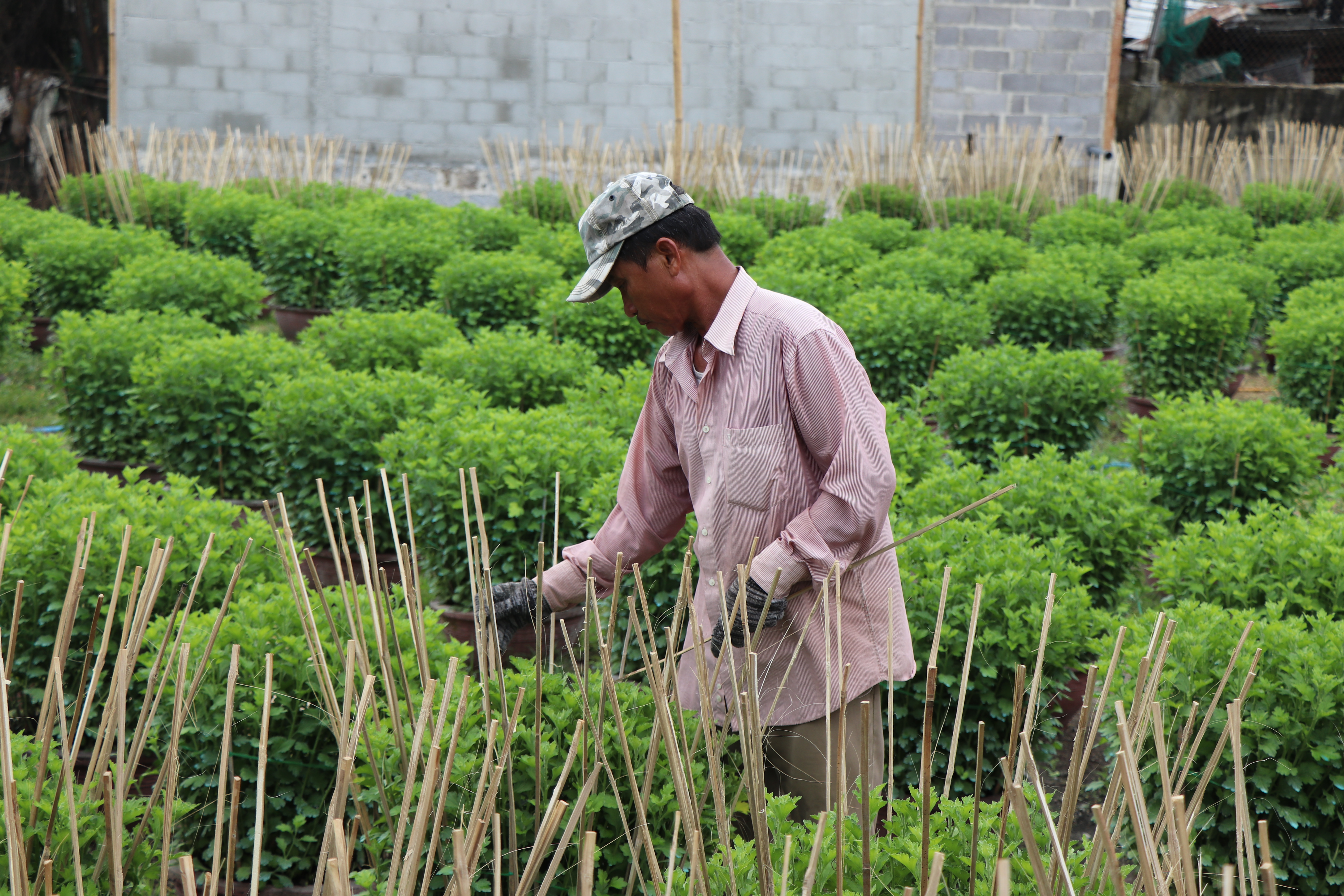 Tất bật vào vụ hoa Tết