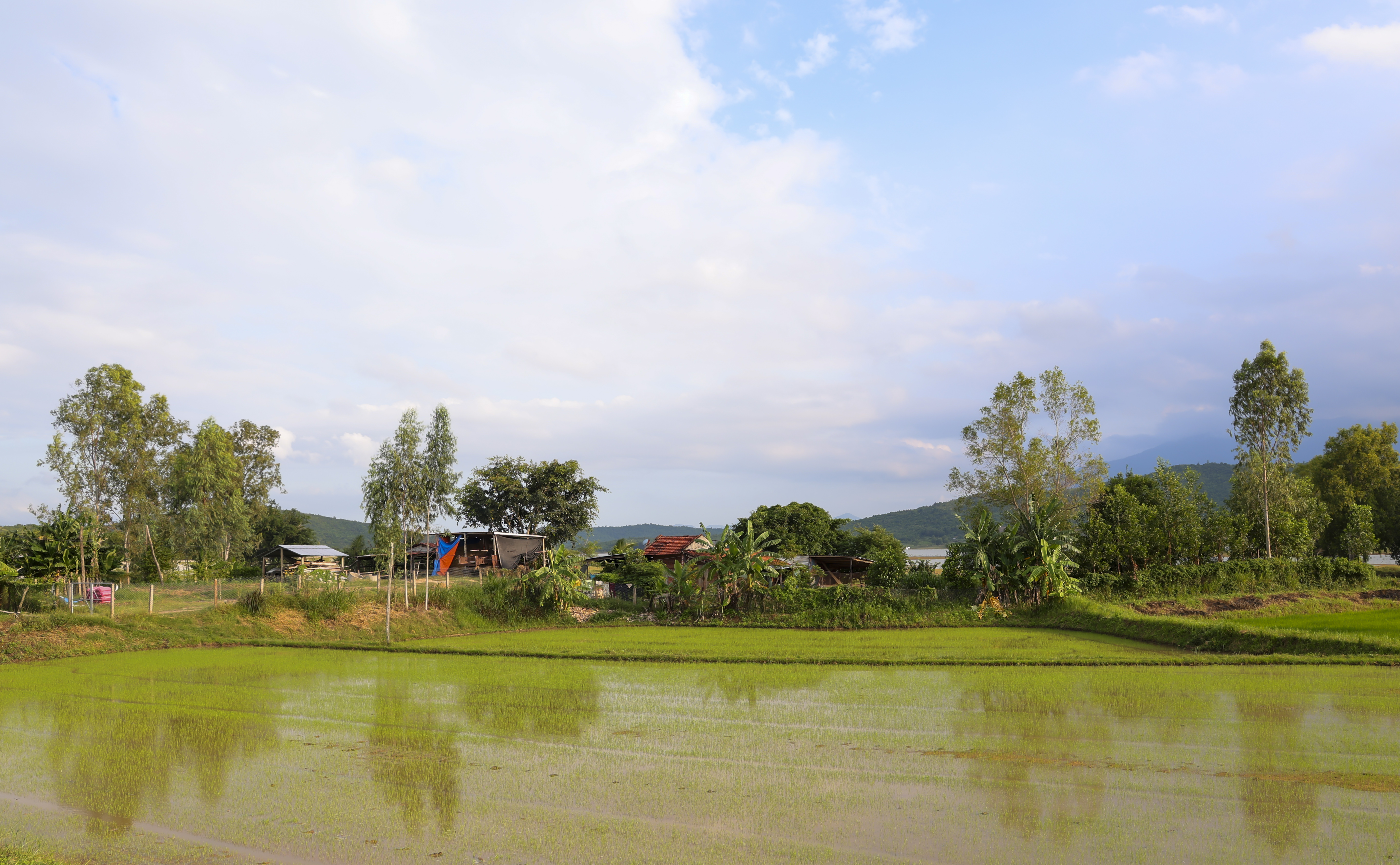 Người dân làm nhà, trồng lúa ngay trong khu vực thuộc lòng hồ chứa nước Suối Trầu.
