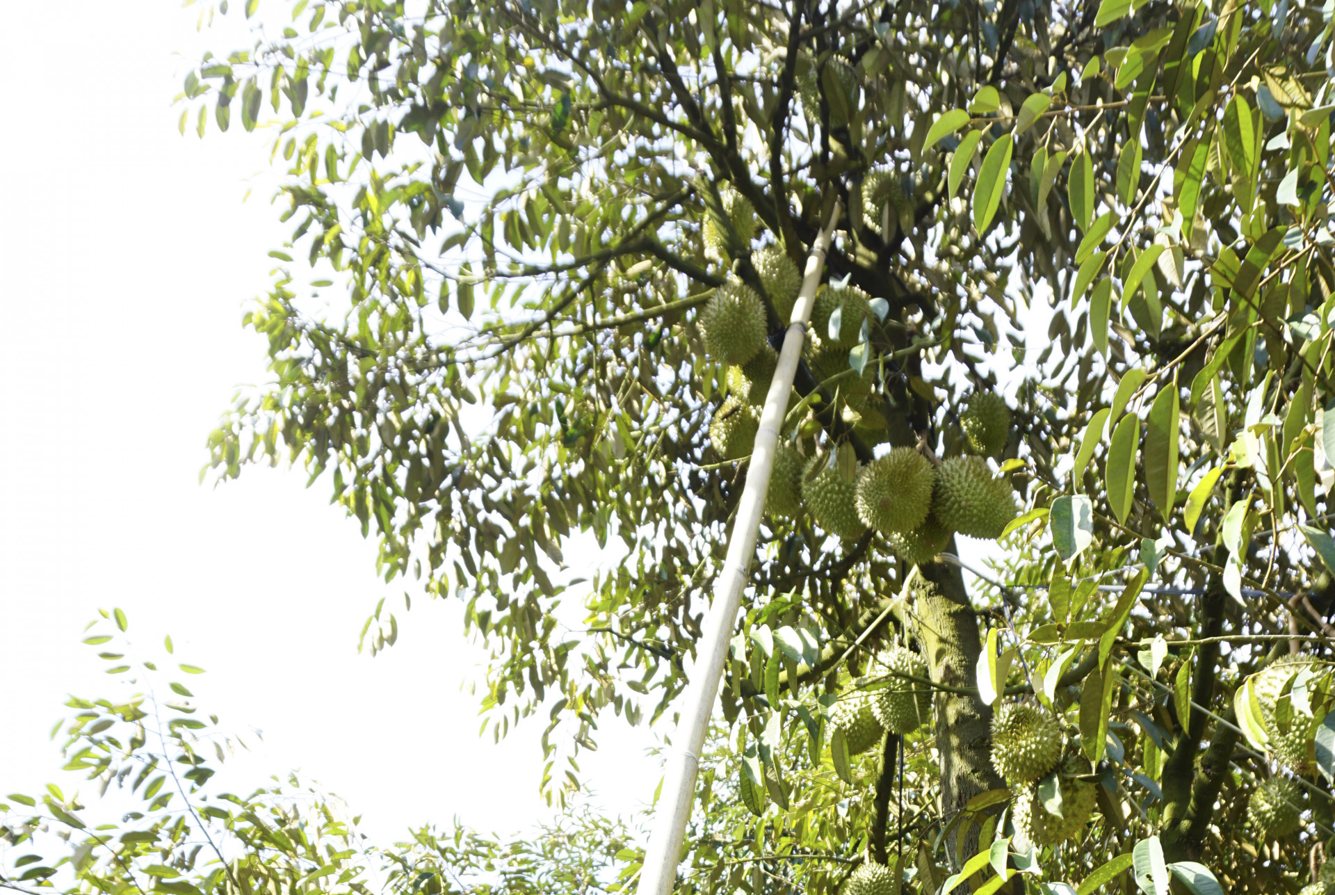 Khánh Sơn: Hỗ trợ phát triển mã số vùng trồng