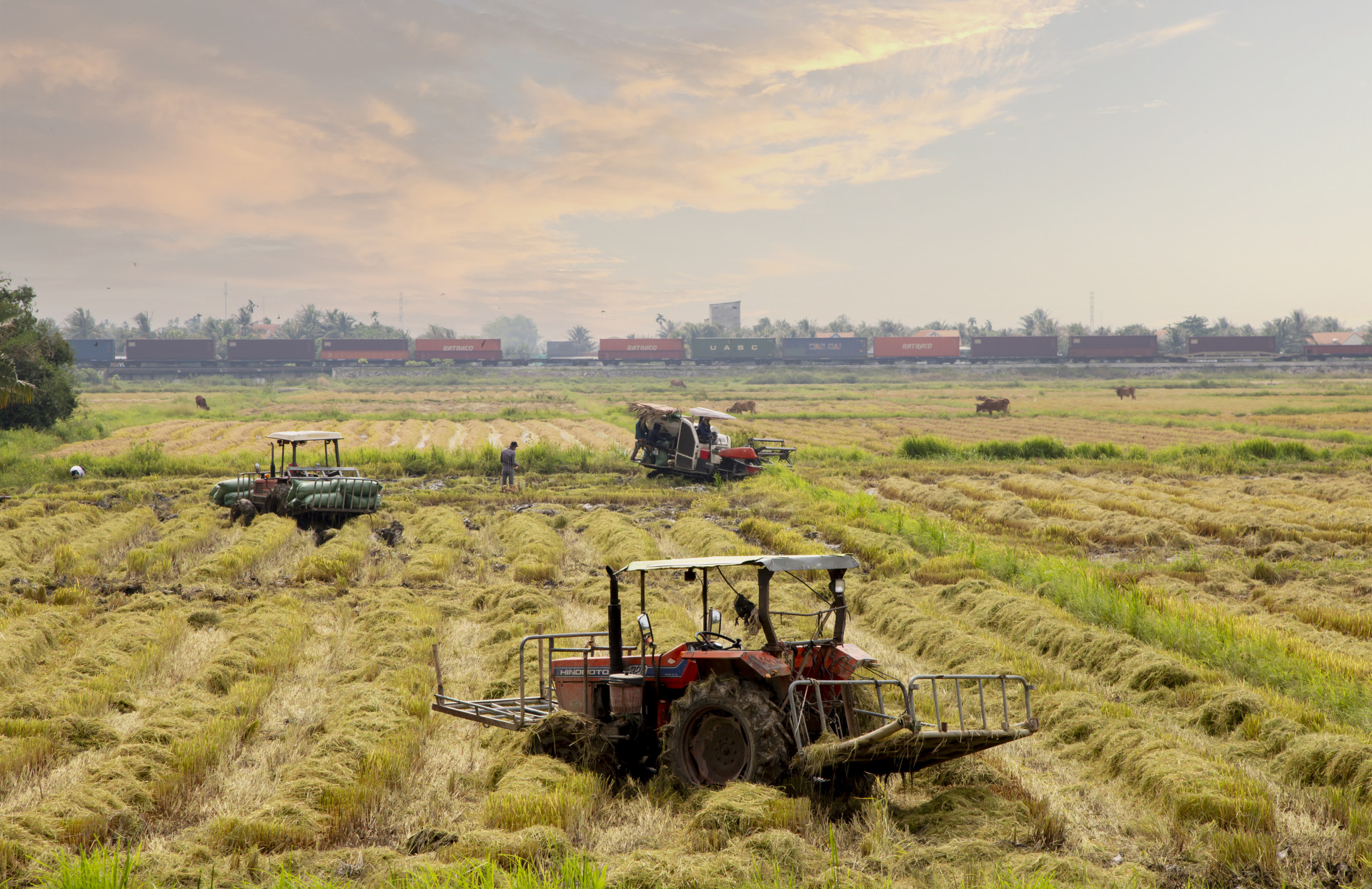 Farmers in Ninh Hoa harvesting summer-autumn rice