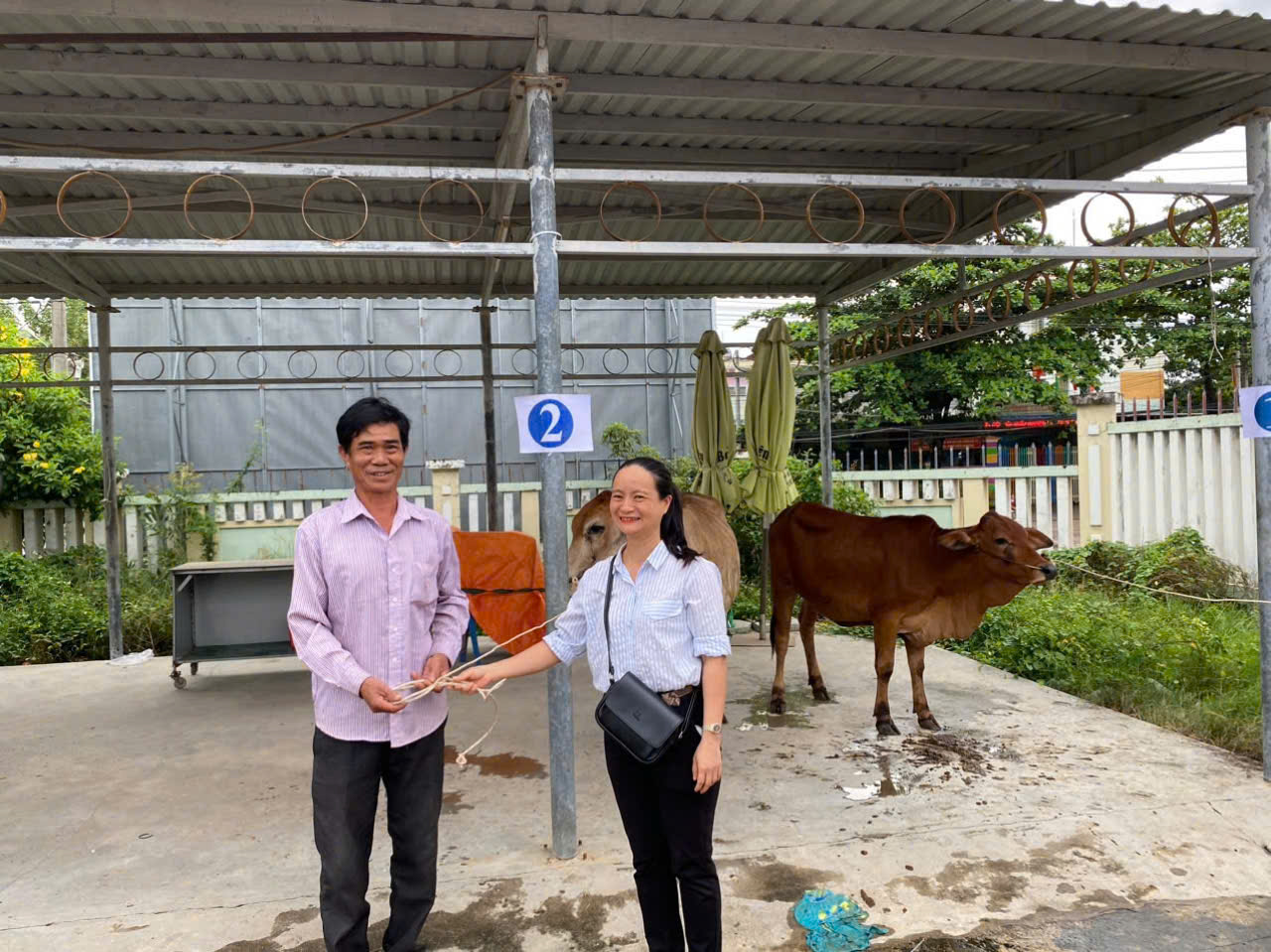 Xã Vĩnh Phương bàn giao 5 con bò sinh sản cho hộ cận nghèo