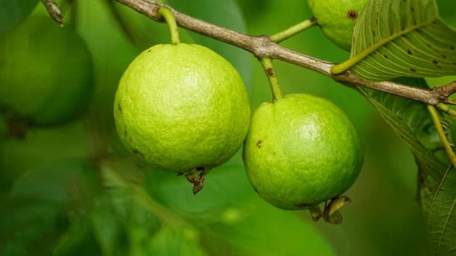 Ổi xanh dễ gây táo bón. (Ảnh: iStock)