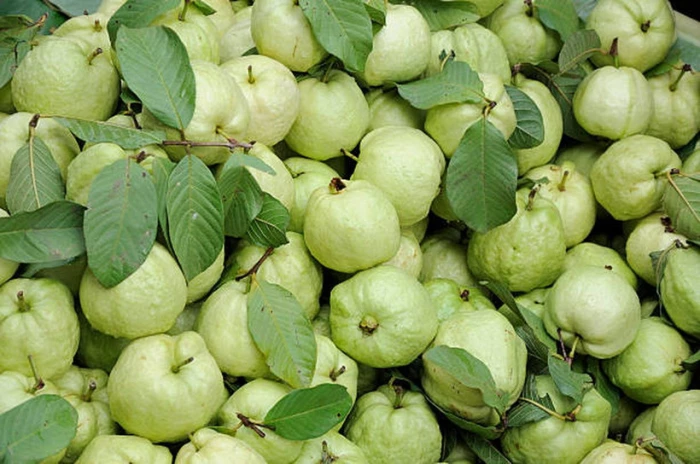 4 nhóm người cần hạn chế ăn ổi để tránh rủi ro sức khỏe