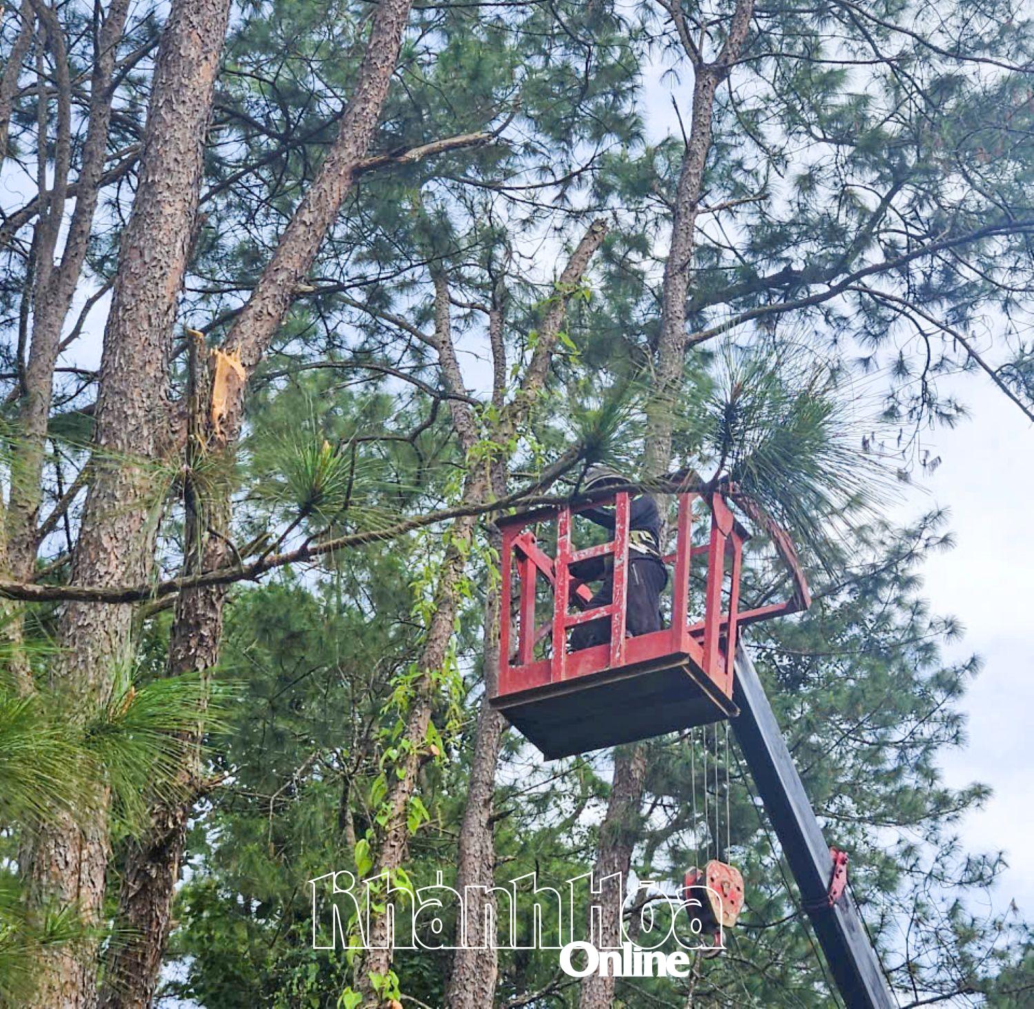 Lực lượng chức năng cắt dọn cành, nhánh các cây thông có nguy cơ gãy đổ ven Tỉnh lộ 9 đoạn qua địa bàn xã Khánh Sơn.