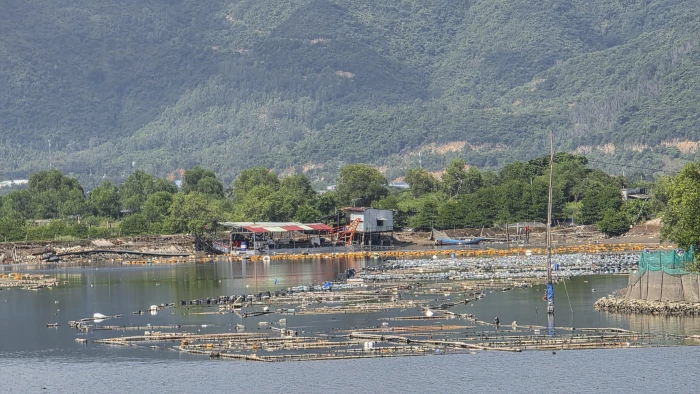 Người dân thả bè, phao nhử vẹm trên sông Tắc, sông Quán Trường: Nhận hỗ trợ và cam kết tự tháo dỡ