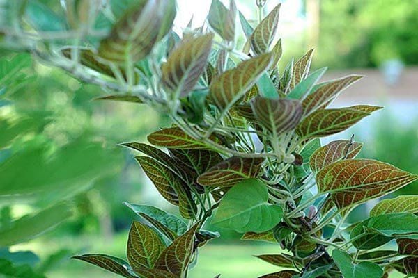 Cây mơ lông có nhiều tác dụng với sức khỏe.