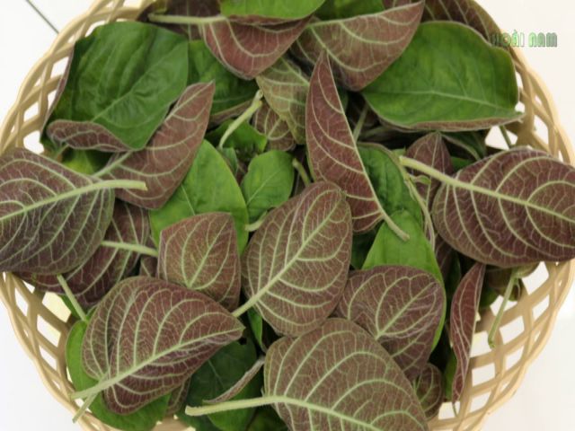 Lá cây mơ lông được dùng chữa bệnh tiêu hóa.