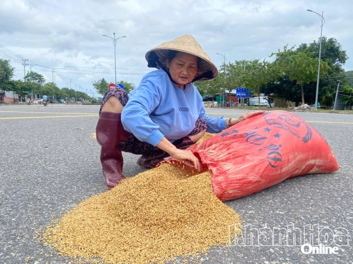 Người dân đem lúa ra phơi mong vớt vát lại sau mưa lũ