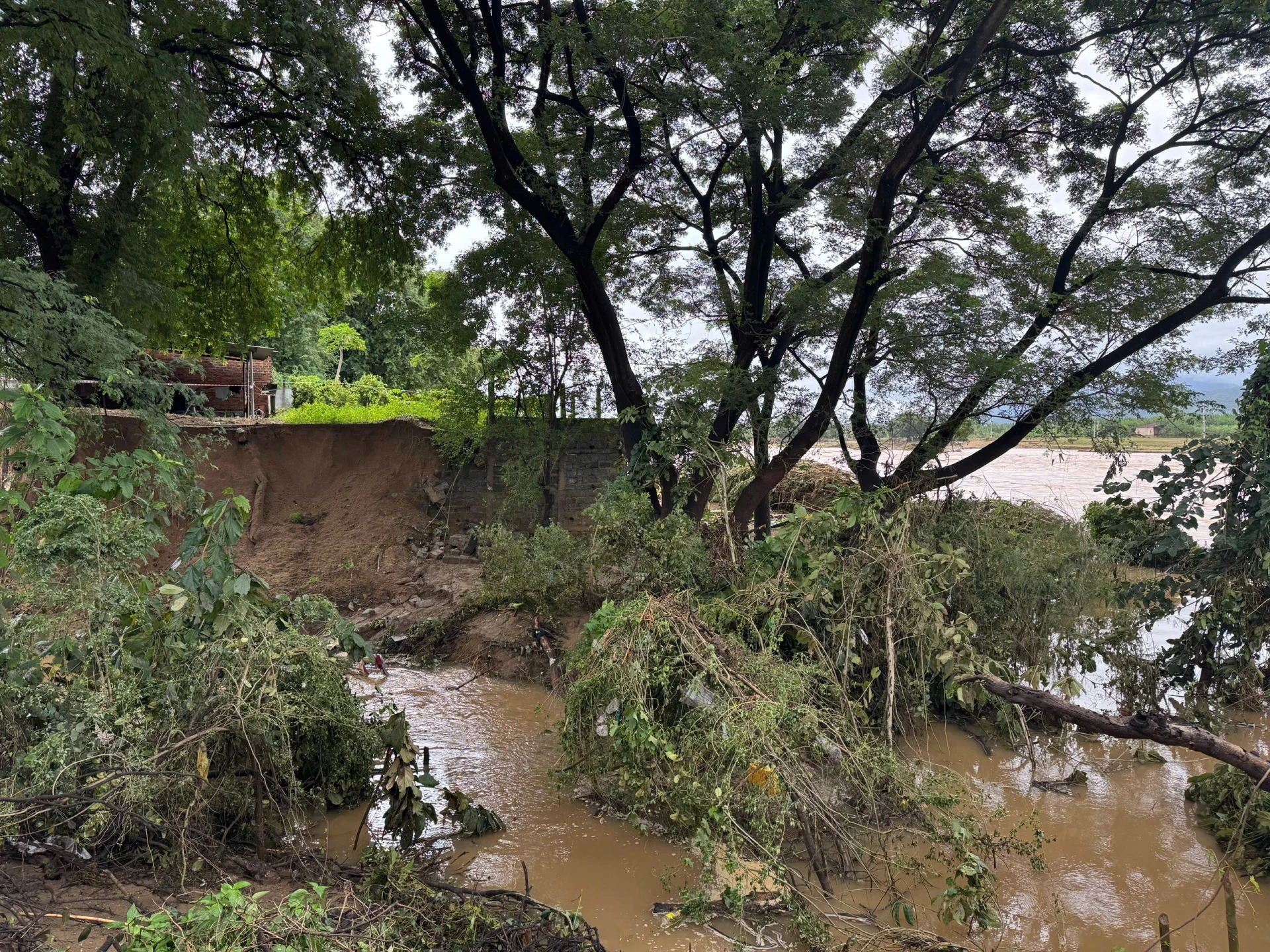 Bờ  đê sông Cái bị sạt lở nghiêm trọng