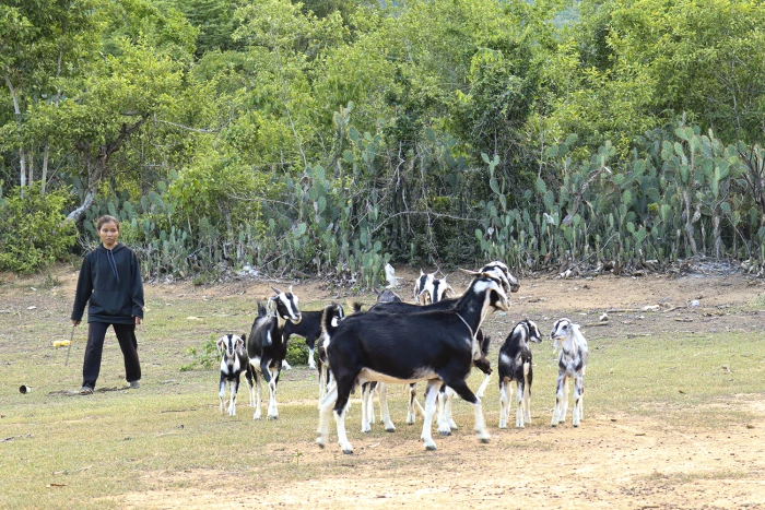 Mô hình nuôi dê sinh sản ở xã Nam Cam Ranh: Giúp nhiều hộ thoát nghèo