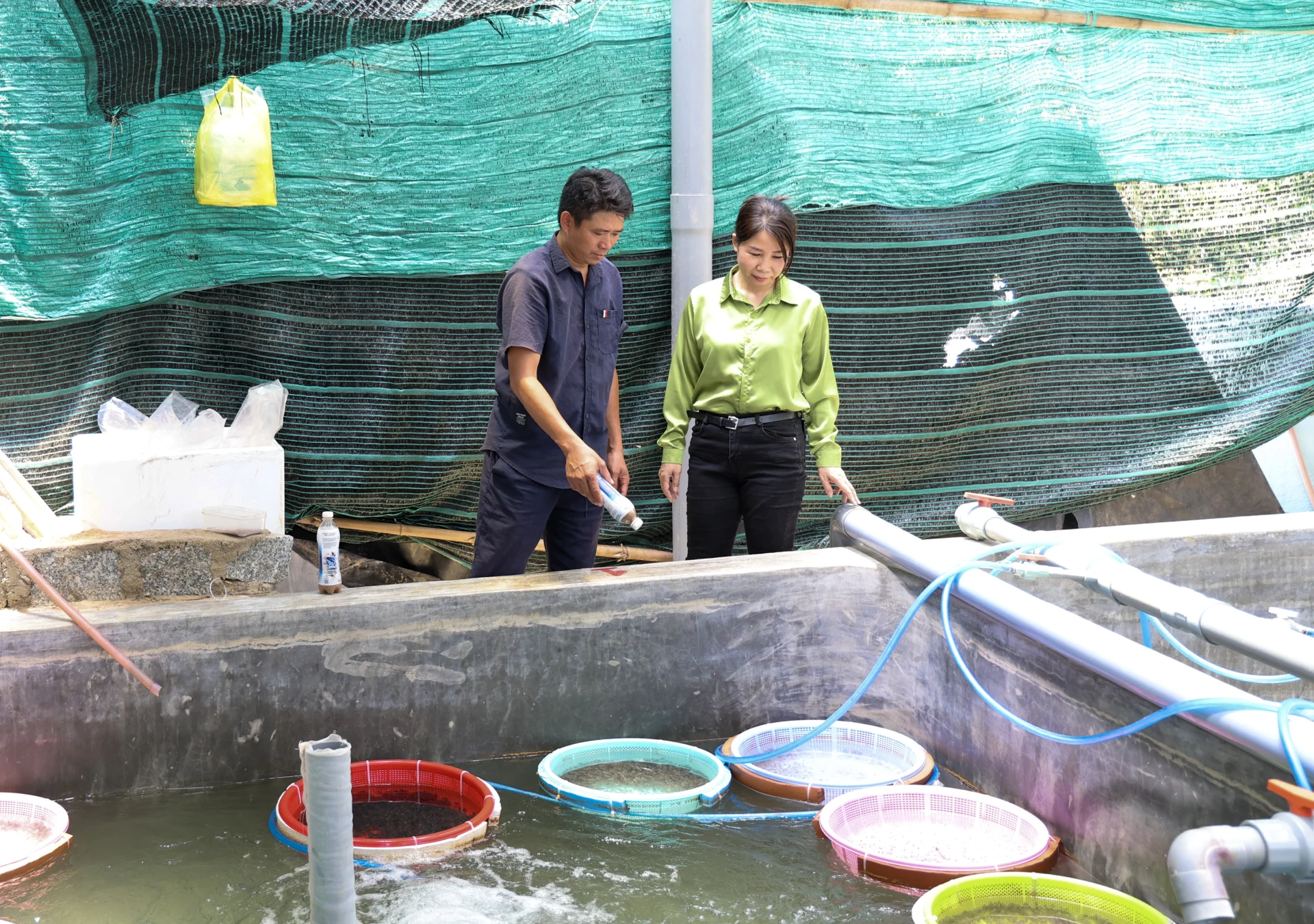 Cán bộ khuyến nông tỉnh (bên phải) kiểm tra mô hình sản xuất giống cá chim sạch bệnh.