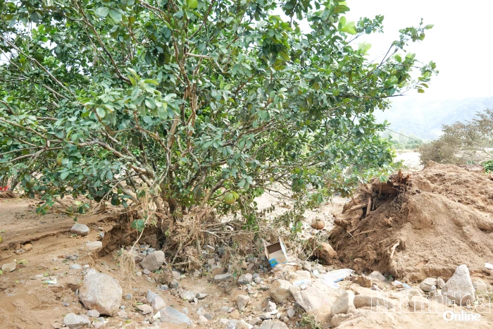 Bảo vệ sản xuất nông nghiệp để giảm thiệt hại kép