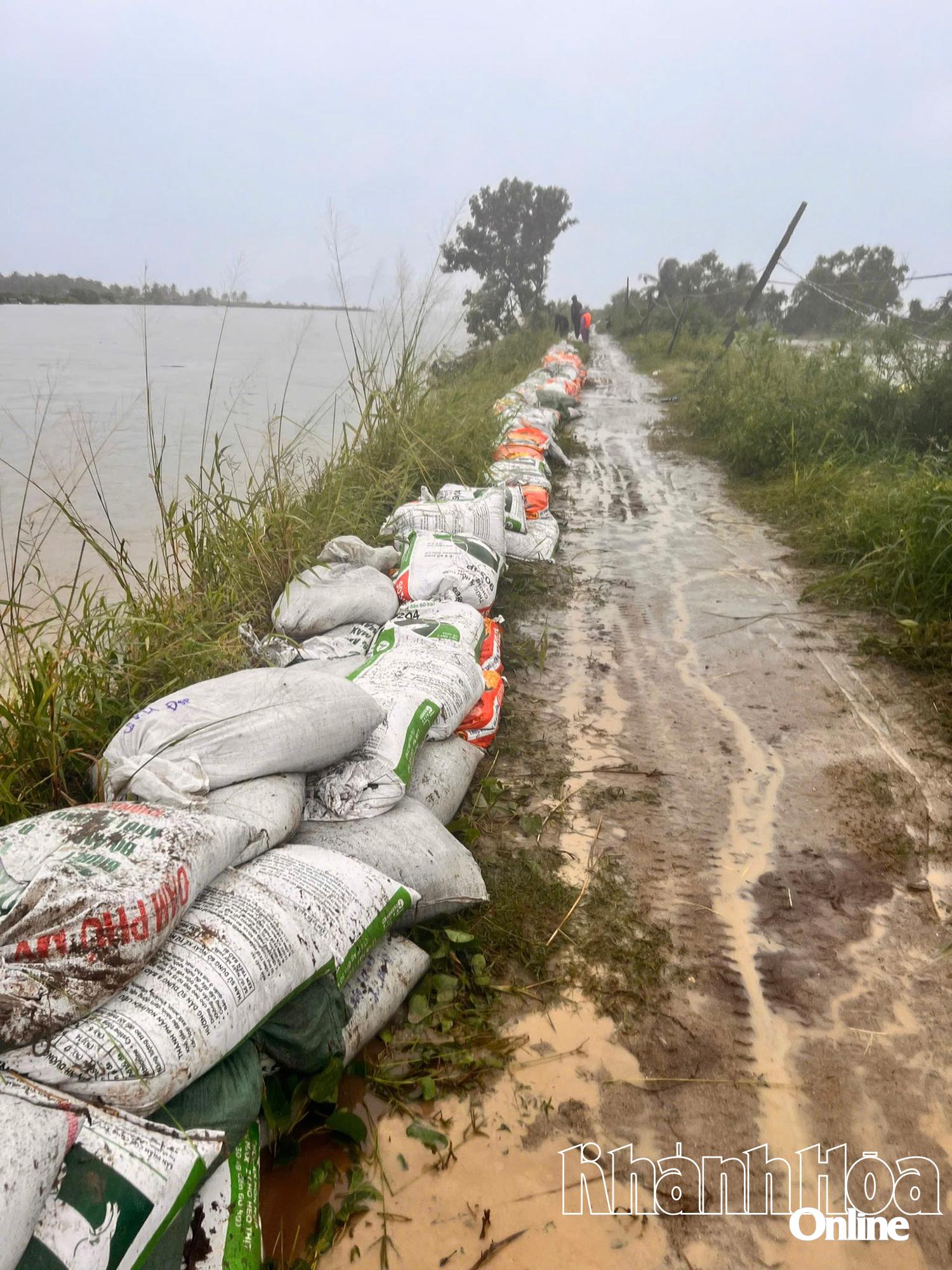 Tuyến đê sau khi được gia cố.