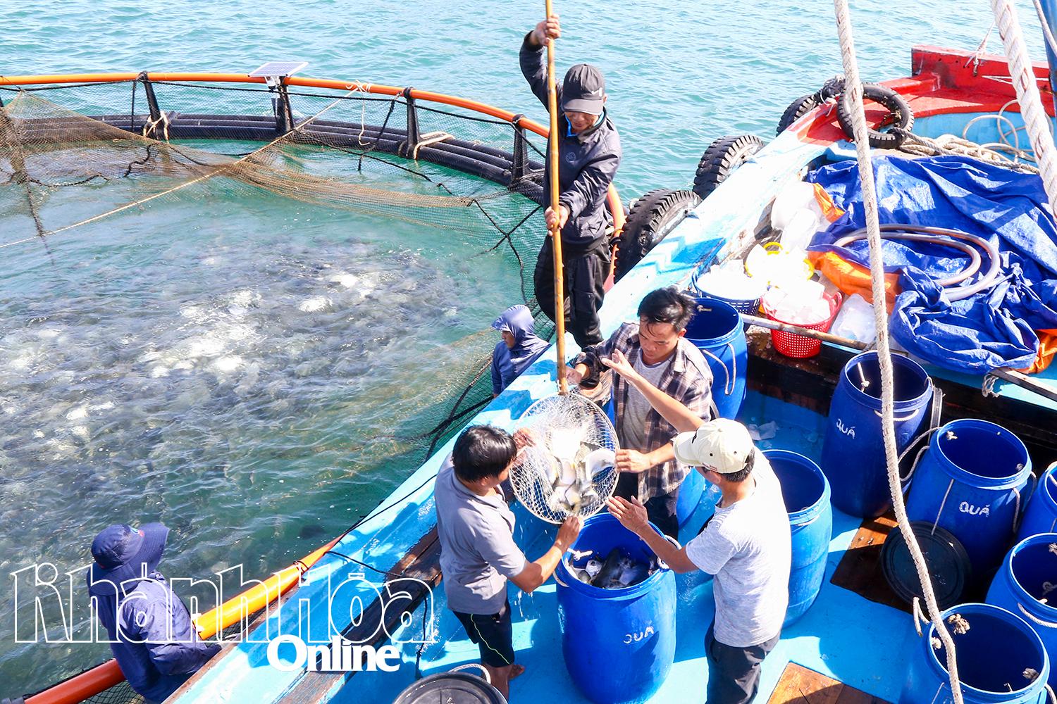 Thu hoạch cá chim vây vàng
của ngư dân nuôi tại vùng nuôi Hòn Nội.