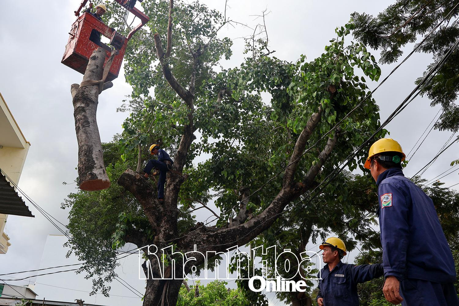 Công nhân cắt tỉa cây xanh trên đường Nguyễn Thị Định.