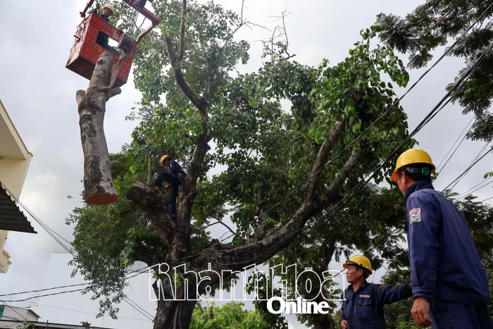 Cắt tỉa cây xanh mùa mưa bão  