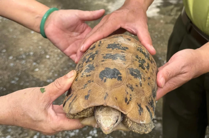 Hạt Kiểm lâm Cam Lâm - Cam Ranh tiếp nhận 1 cá thể rùa núi vàng quý hiếm