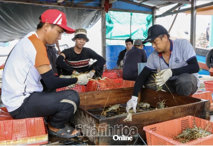 Khuyến cáo người dân khẩn trương thu hoạch thủy sản nuôi đạt kích cỡ thương phẩm